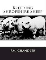 Breeding Shropshire Sheep