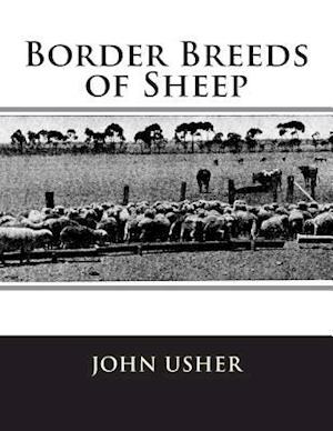 Border Breeds of Sheep