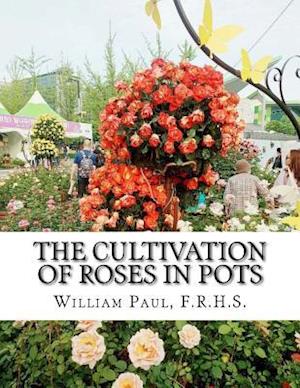 The Cultivation of Roses in Pots