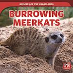 Burrowing Meerkats