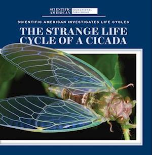 The Strange Life Cycle of a Cicada