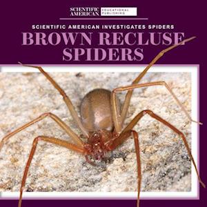 Brown Recluse Spiders