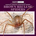 Brown Recluse Spiders