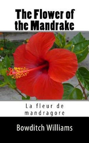 The Flower of the Mandrake