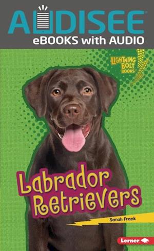 Labrador Retrievers