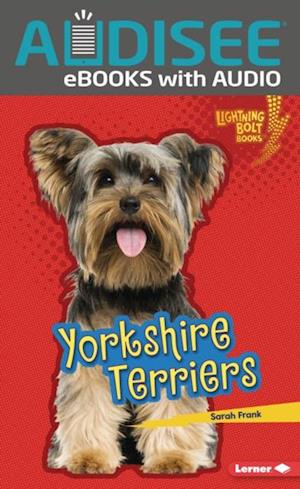 Yorkshire Terriers