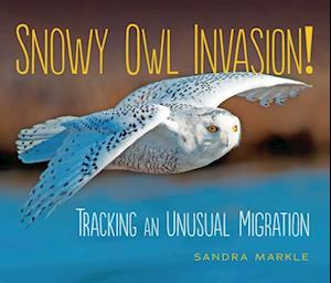 Snowy Owl Invasion!