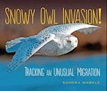 Snowy Owl Invasion!