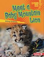 Meet a Baby Mountain Lion