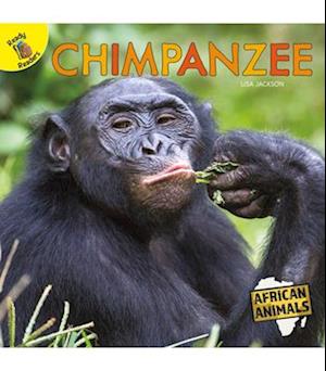 Chimpanzee