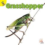 Grasshopper