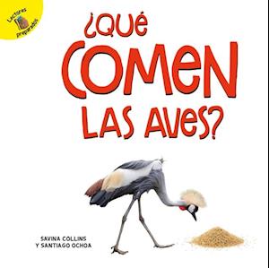 ¿Qué comen las aves?