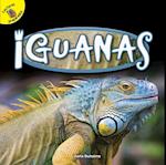 Iguanas