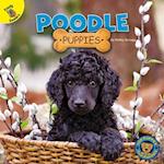 Poodle Puppies