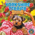 Yorkshire Terrier Puppies