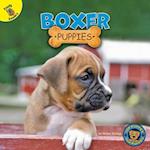 Boxer Puppies