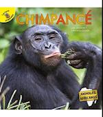 Chimpancé