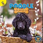 Poodle Puppies