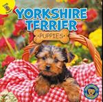 Yorkshire Terrier Puppies