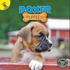 Boxer Puppies