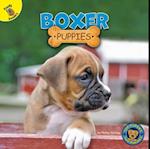 Boxer Puppies