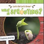 What Is Sprouting?