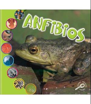 Anfibios