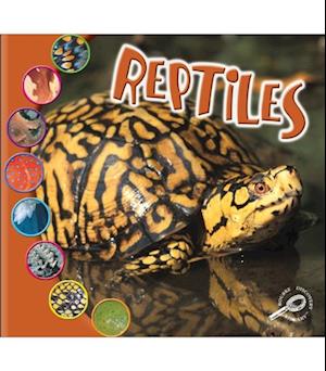 Reptiles