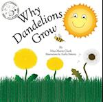 Why Dandelions Grow