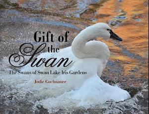 Gift of the Swan: The Swans of Swan Lake Iris Gardens