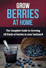 Grow Berries At Home