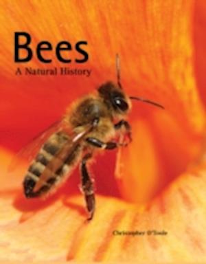 Bees : A Natural History