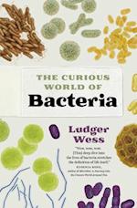 Bacteria