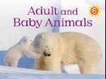 Adult and Baby Animals (English)
