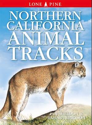 Northern California Animal Tracks