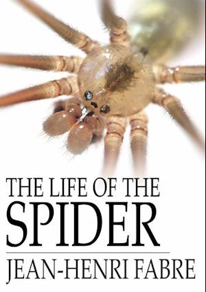Life of the Spider