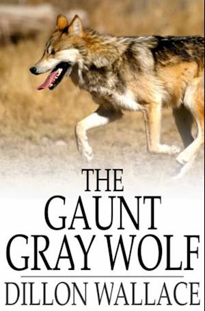 Gaunt Gray Wolf