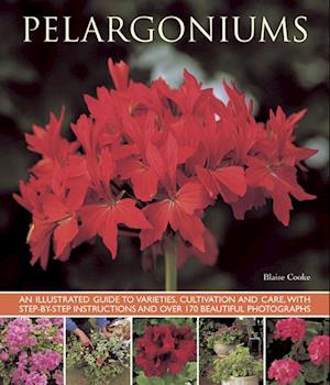 Pelargoniums