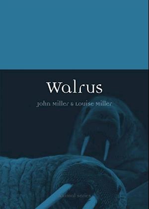 Walrus