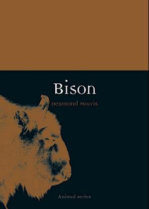 Bison