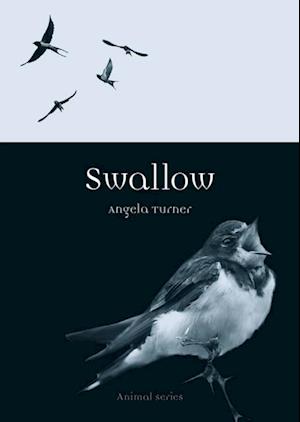 Swallow