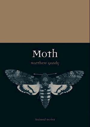 Moth