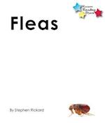 Fleas