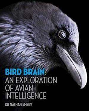 Bird Brain: An exploration of avian intelligence