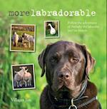 Morelabradorable