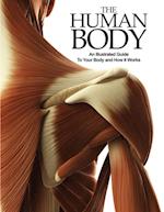 Human Body