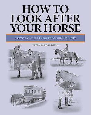 How to Look After Your Horse