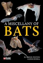 Miscellany of Bats