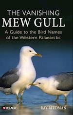 The Vanishing Mew Gull