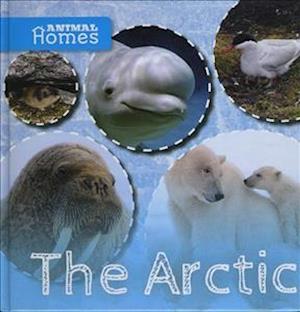 The Arctic